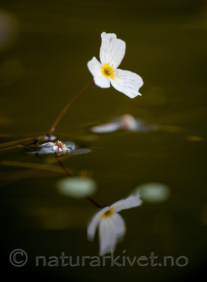 BB 13 0242 / Alisma plantago-aquatica / Vassgro <br /> Luronium natans / Flytegro